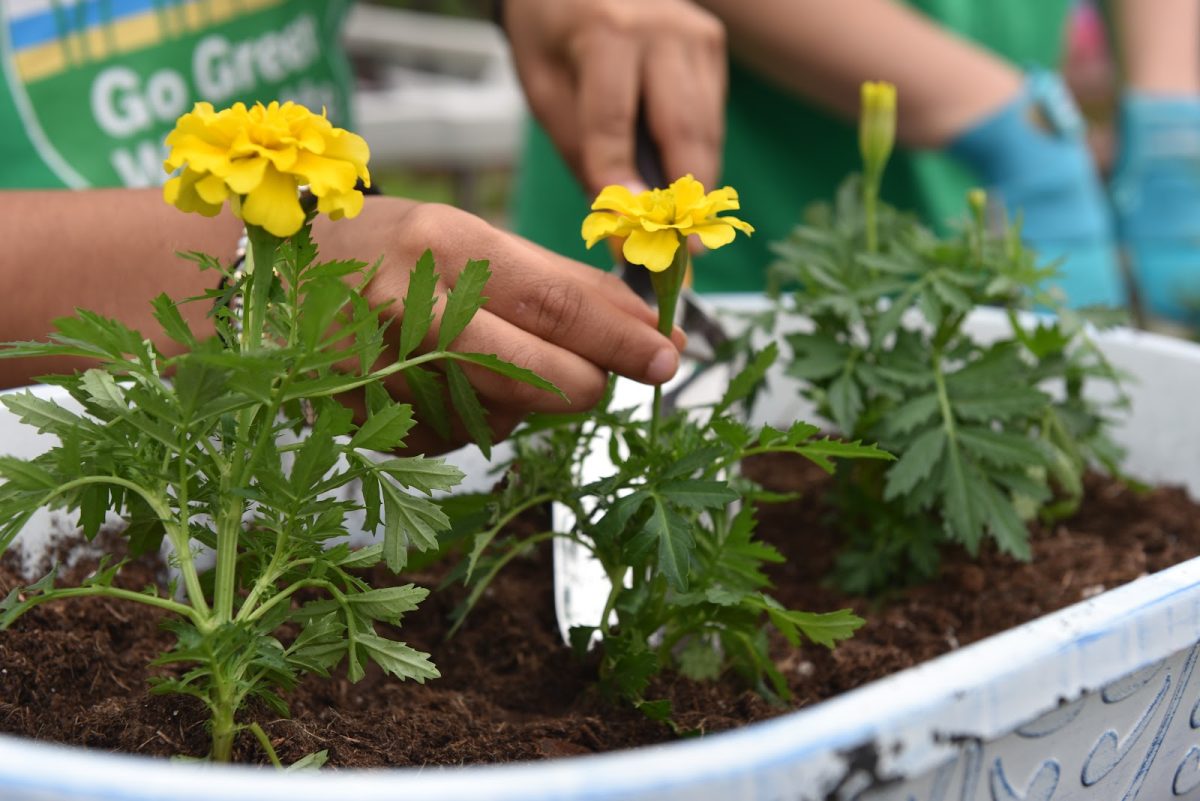 Go Green Wilmette volunteers instructed Bright Horizons students on how to plant pollinator-friendly flowers during the annual Garden Party